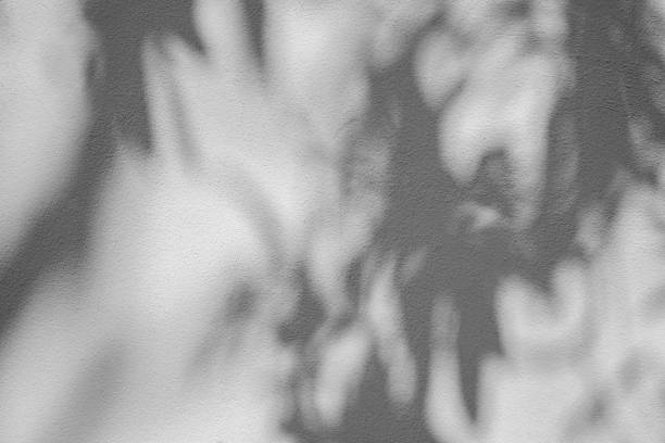 istock shadows leaf overlay on white cement wall background 1454504512