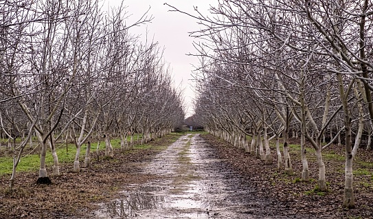 Panoramic view of Flooded Agricultural field of fruit trees