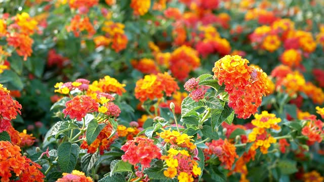 Lantana camara orange flowers