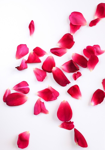 red rose petals on white background.