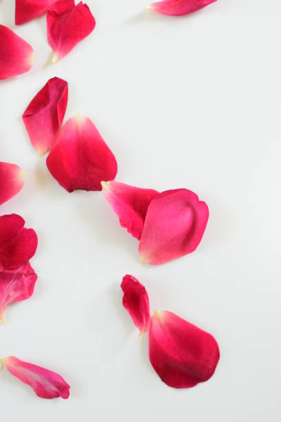 istock red rose petals on white background. 1454506686