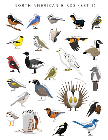 North American Birds Set Cartoon Vector Character 1 Stock Illustration ...