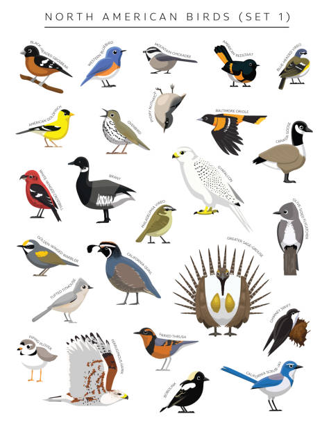 North American Birds Set Cartoon Vector Character 1 Animal Cartoon EPS10 File Format bobolink stock illustrations