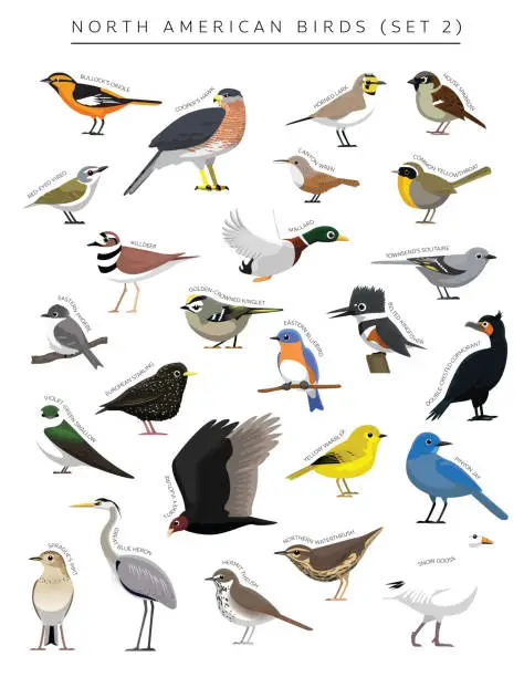 Vector illustration of North American Birds Set Cartoon Vector Character 2
