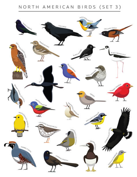 30+ Nuthatch Cartoon Stock Illustrations, Royalty-Free Vector Graphics ...