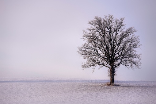 Snow and a tree