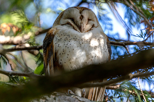 closeup of Barn Owl, Delta, BC, Canada