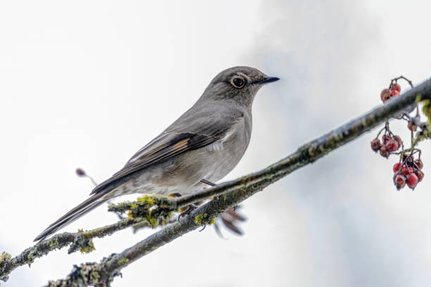 istock Townsend's Solitaire bird perched on a cotoneaster berry tree branch 1454507885