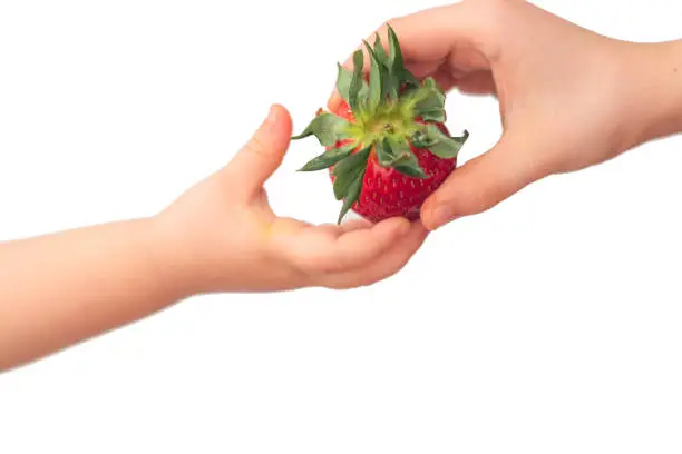 Photo of Childs hand holding a red strawberry isolated on wihte background. Minimal, natural, summer fruit arrangement. Organic, raw food. Concept - Eating ugly fruits and vegetables.