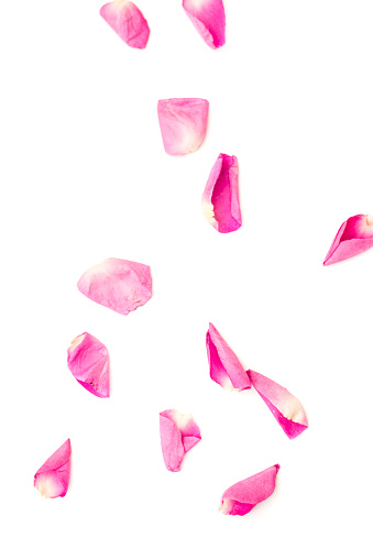 Petal of pink rose where it dances freely. Valentine background. Red pink petals falling.