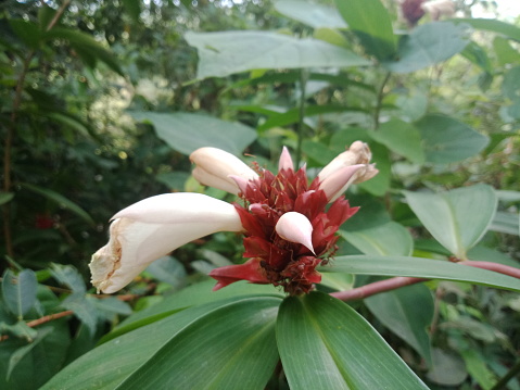 Costus speciosus or crepe ginger (pacing tawar) in the forest