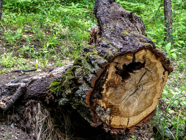 istock old picturesque stump in a mixed forest 1454510630
