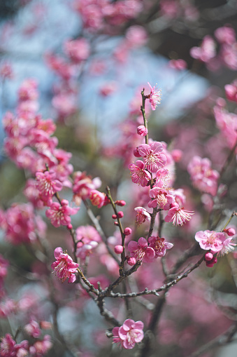 Fukuoka Prefecture, Kyushu, Japan Famous sightseeing spot for plum blossoms