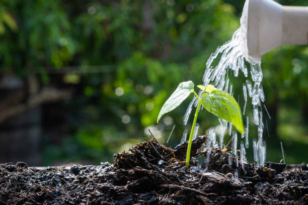 istock Young plant watered from a watering can 1454512637