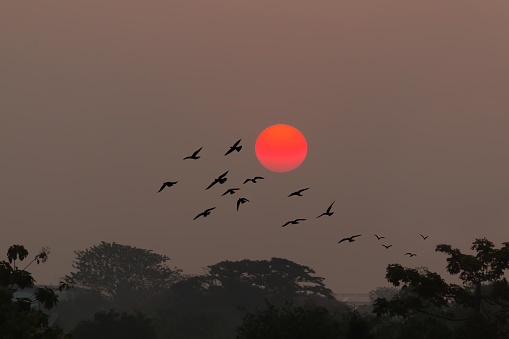 Amazing silhouette of flying birds above tree plants at sunset.