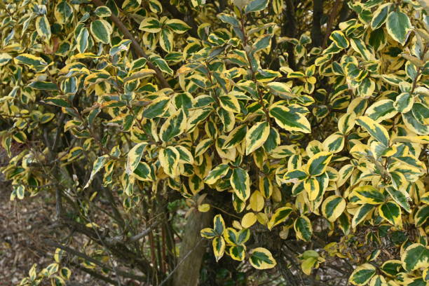 istock Elaeagnus pungens 'Gilt Edge'. 1454515062