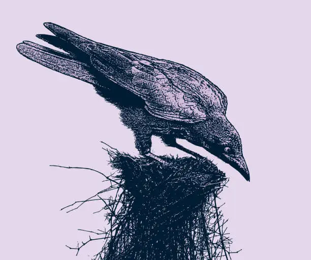 Vector illustration of Gothic raven