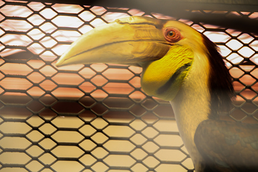 The hornbill caught by the community before being released was shown to its habitat in the Aceh forest