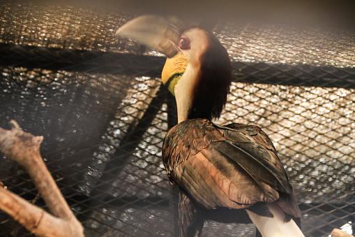 The hornbill caught by the community before being released was shown to its habitat in the Aceh forest