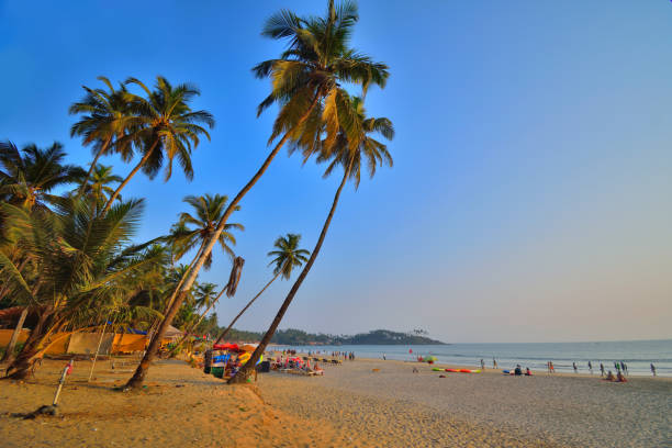 istock Tall coconut trees overlooking the Palolem sea beach in Goa. 1454517153