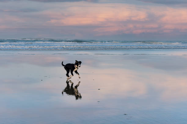 istock Young border collie running on the beach at sunset 1454517159