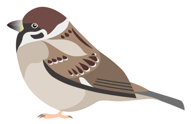 воробей изолирован на белом фоне - tree sparrow stock illustrations