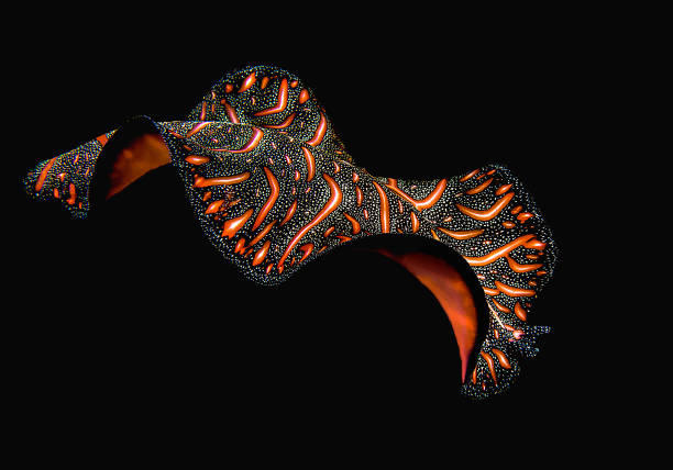 Persian carpet flatworm ( Pseudobiceros bedfordi ) swimming over coral reef of Bali, Indonesia stock photo