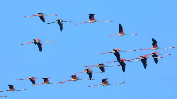 istock The lesser flamingo (Phoeniconaias minor) 1454518807
