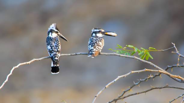 istock The pied kingfisher (Ceryle rudis) 1454518815