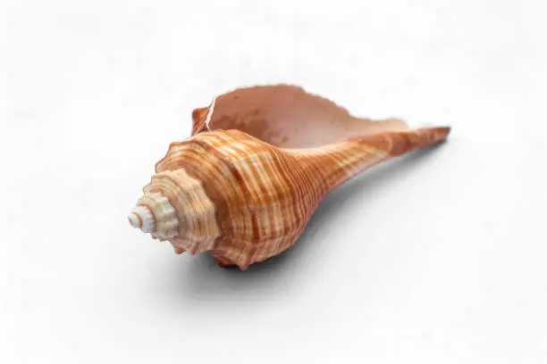 Photo of Sea shell isolated on a white background.