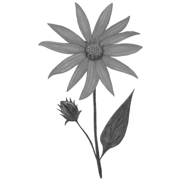 istock Hand Drawn Black and White Topinambur with Leaves Isolated on White Background. 1454524120