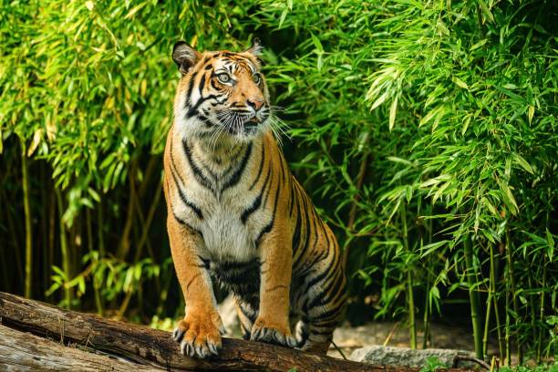 Sumatran Tiger, panthera tigris sumatrae, Adult Sumatran Tiger, panthera tigris sumatrae, in ZOO Wroclaw, Poland siberian tiger stock pictures, royalty-free photos & images