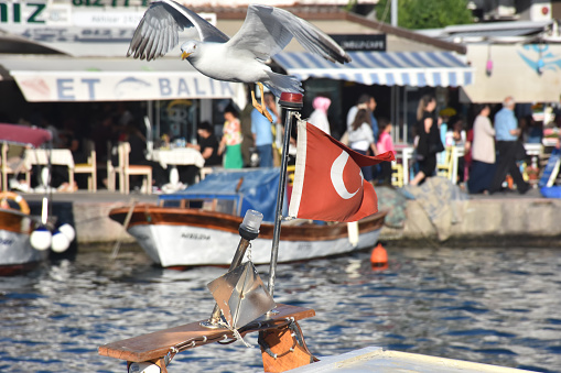 Foça, İzmir, Turkey 29 Jun 2021.  A big seagull spreading its wings above the boats in the historical port of Izmir Foça and restaurants along the harbor, Turkish flag, silhouettes of nomadic people