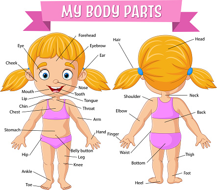 Vector illustration of Vocabulary of girl body parts