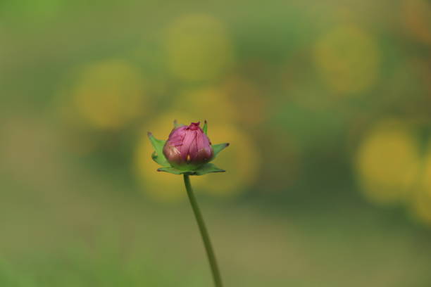 Tiny Cosmos flower buds in garden