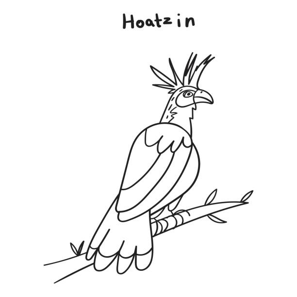 Bird sits on branch. Hoatzin. Vector outline illustration. hoatzin stock illustrations