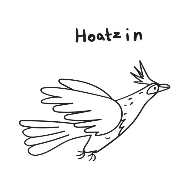 Hoatzin. Flying bird. Vector outline illustration. hoatzin stock illustrations
