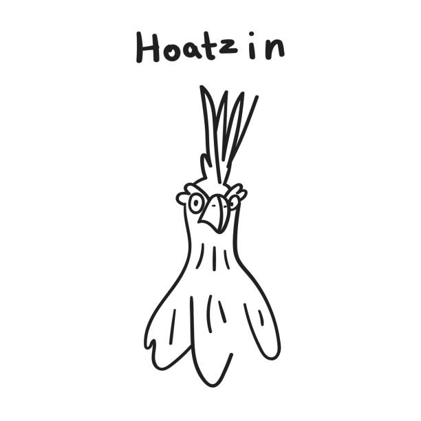 Hoatzin. Vector outline simple illustration on white background. hoatzin stock illustrations