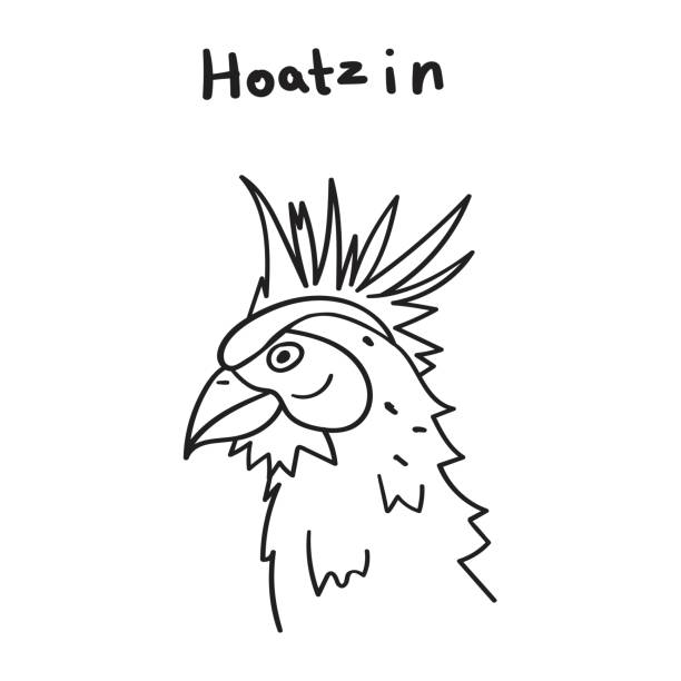 Hoatzin. Outline hand drawn vector illustration on white background. hoatzin stock illustrations