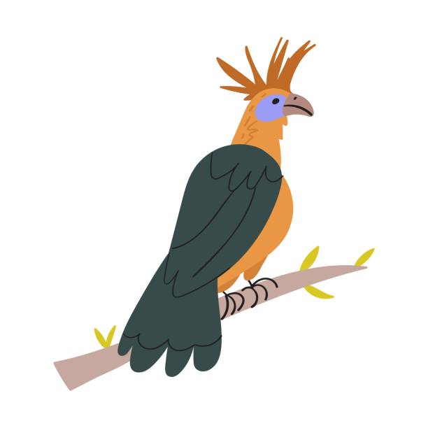 Hoatzin bird sits on branch. Hand drawn flat vector illustration. hoatzin stock illustrations