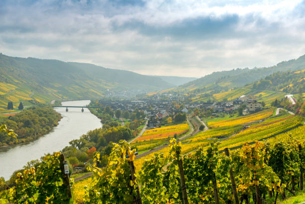istock Vineyards in Germany along river Moselle near Punderich 1454528226