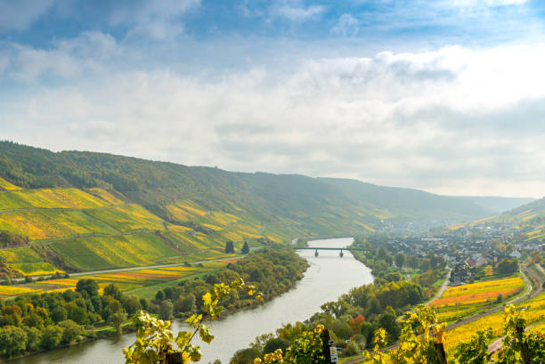 istock Vineyards in Germany along river Moselle near Punderich 1454528228