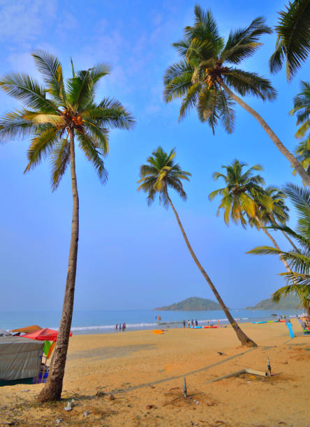 istock Tall coconut trees overlooking the Palolem beach in Goa. 1454529267