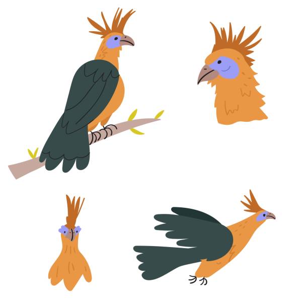 Collection of hoatzins. Flat hand drawn illustrations on white background. hoatzin stock illustrations