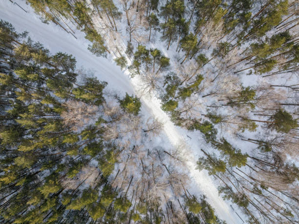 istock Flight over the winter mountains with road serpentine and pine forest. Top down view. Landscape photography 1454530343