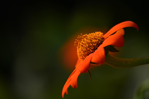Vibrant close-up of an orange flower against a dark green bokeh background.