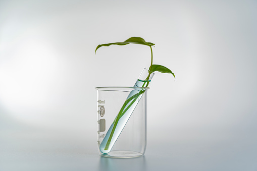 On the blue background, some glass flasks containing fresh seaweed leaves decorated with transparent podium. Empty space for display your product. Lab theme for advertising