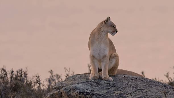 die puma (gattung) aus patagonien - magallanes y antartica chilena region stock-fotos und bilder