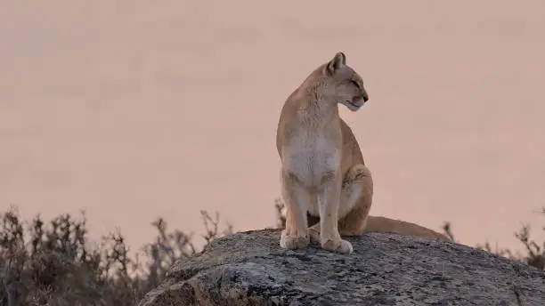 The Puma (genus) from Patagonia