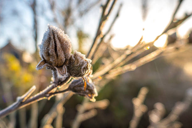 piante congelate in inverno nevoso - branch dry defocused close up foto e immagini stock